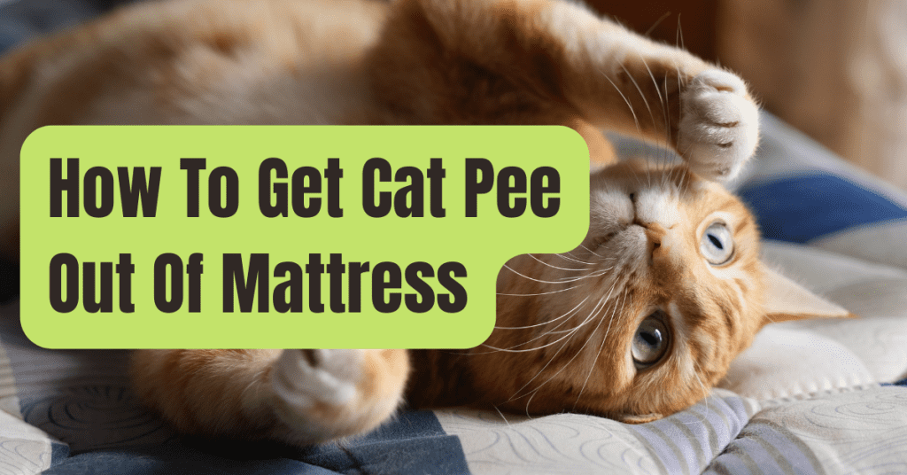 how-to-get-cat-pee-out-of-mattress-in-6-simple-steps-rving-beginner